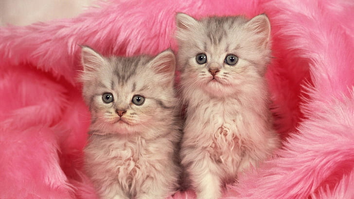 Kittens,  couple, Fur, Furry, HD wallpaper